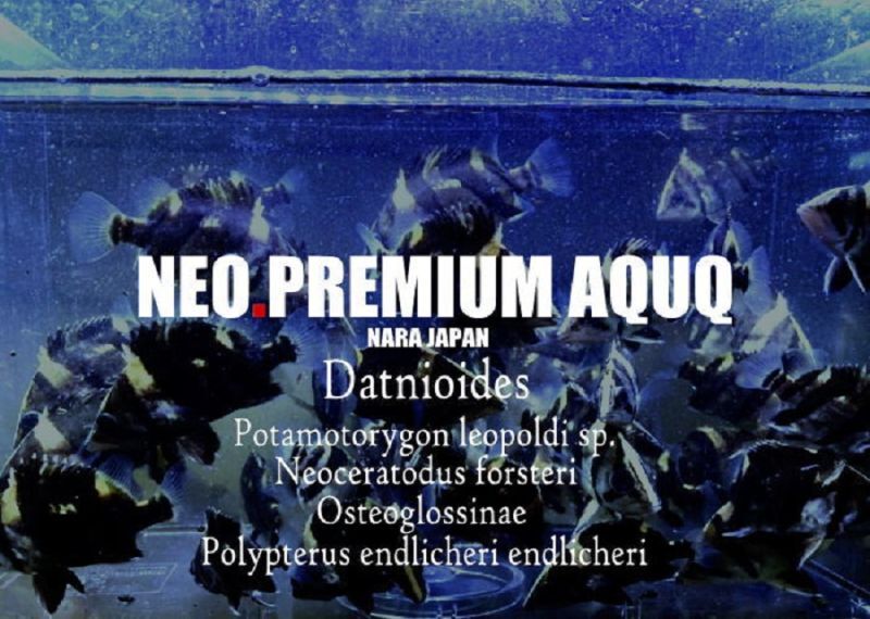 NEO PREMIUM AQUQ