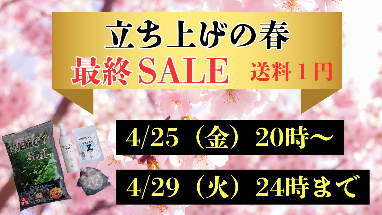 シュリンプ 通販 lowkeysNeo
