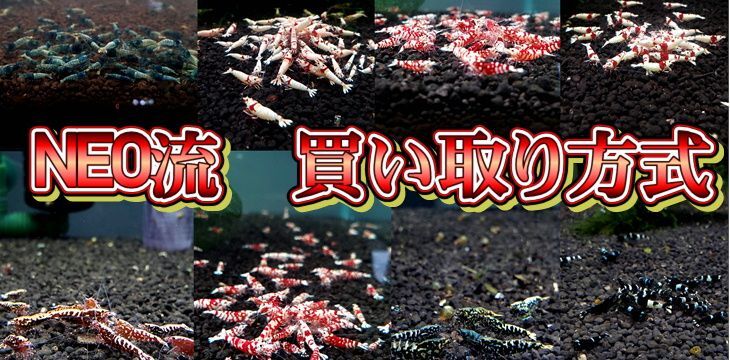 シュリンプ 通販 lowkeysNeo